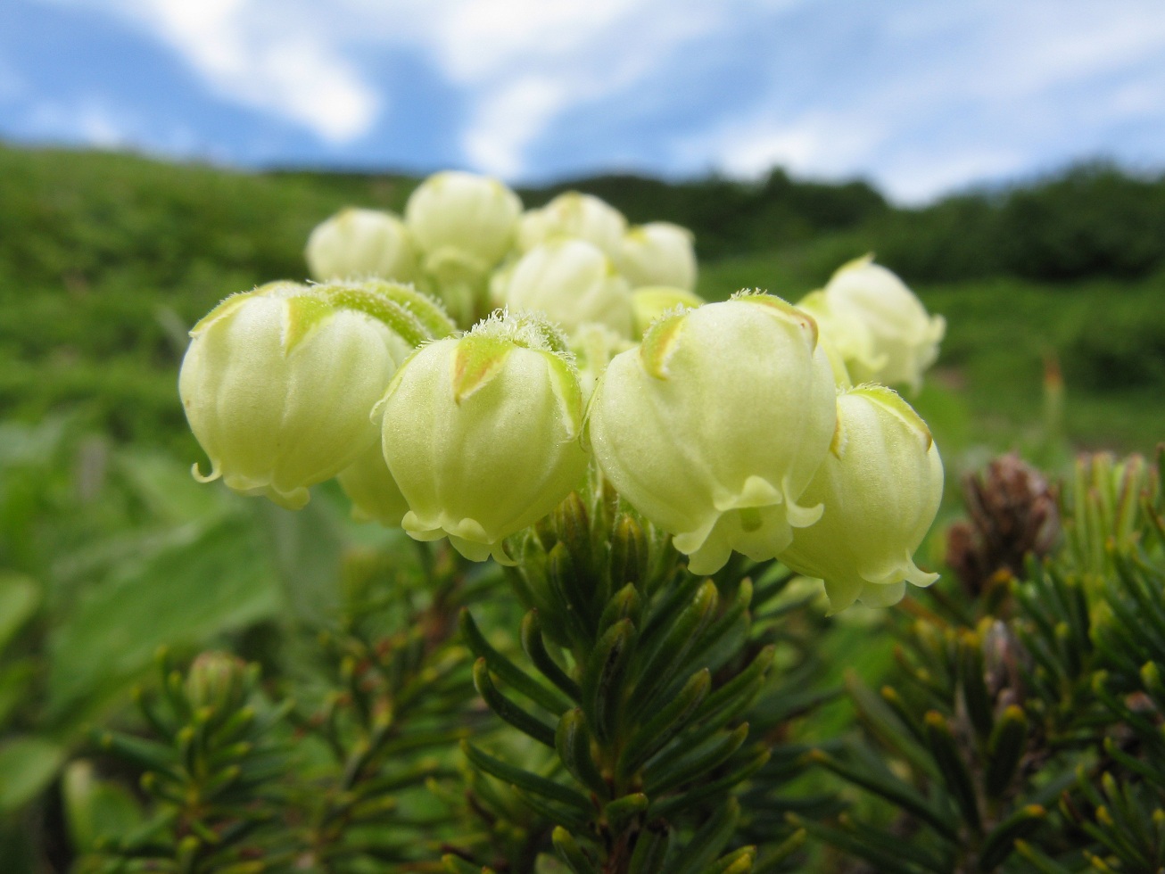 Изображение особи Phyllodoce aleutica.