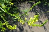 Melilotus officinalis