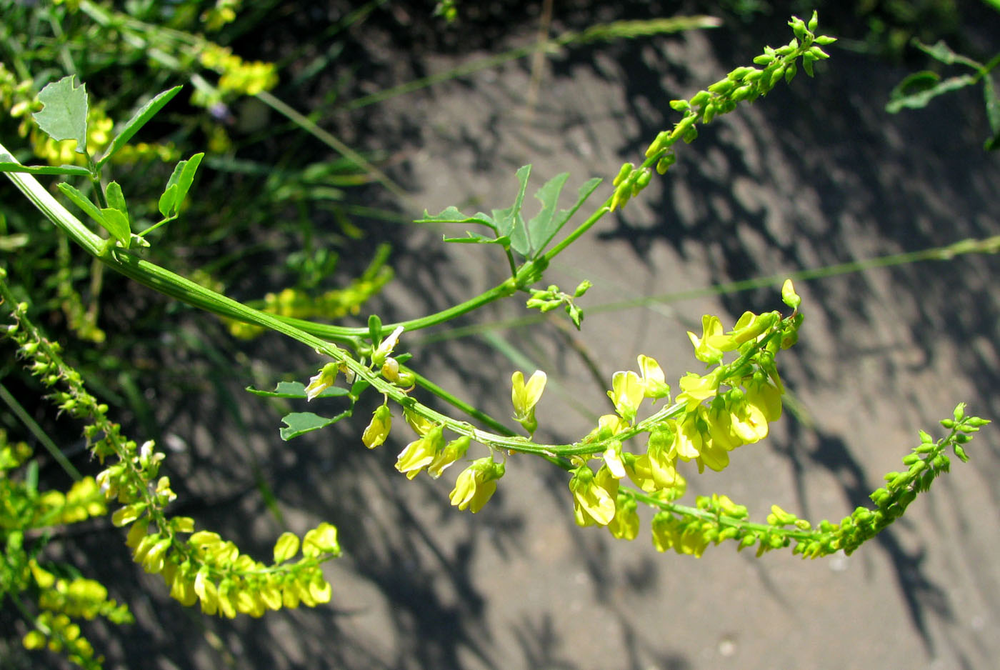 Изображение особи Melilotus officinalis.