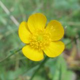 genus Ranunculus