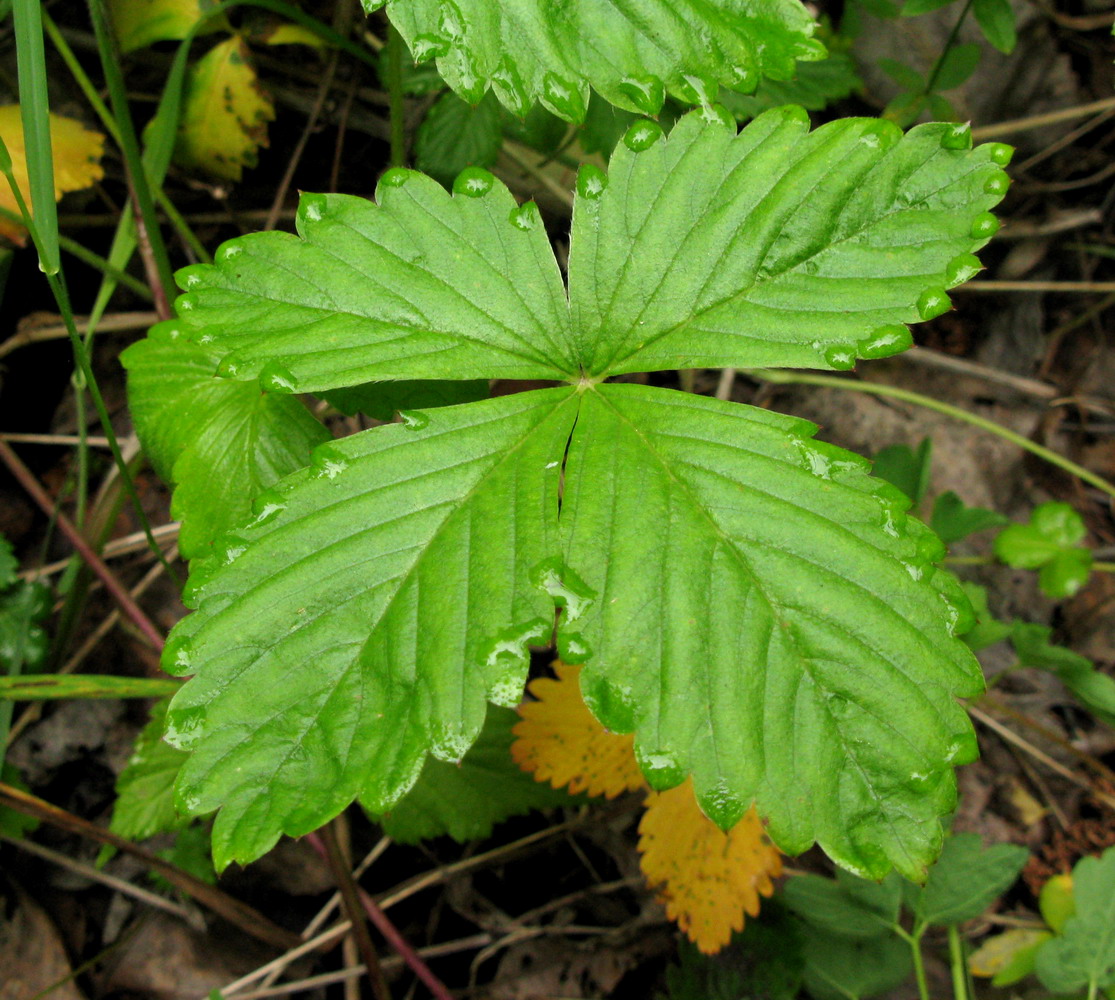 Изображение особи Fragaria vesca.