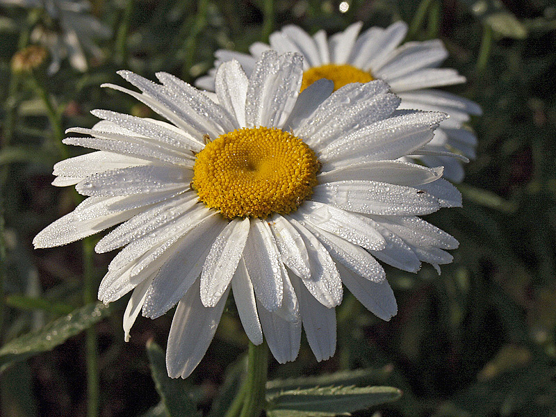 Image of Leucanthemum maximum specimen.