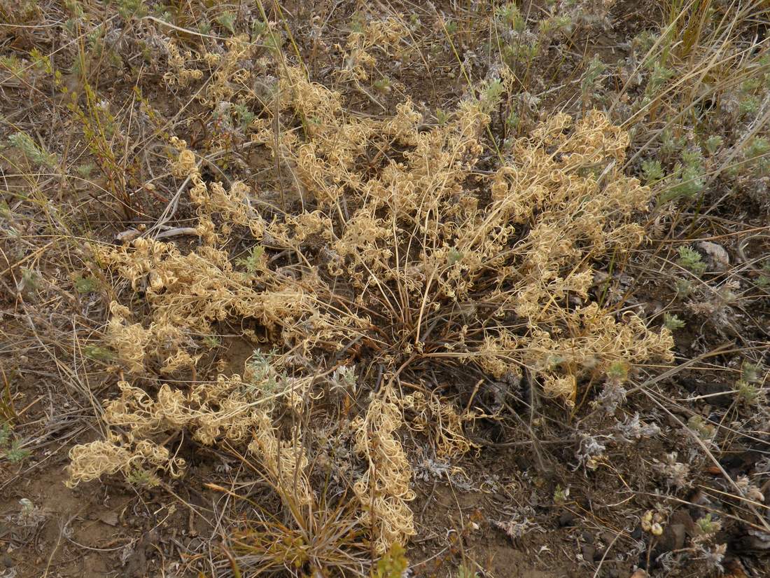 Изображение особи Ferula tatarica.