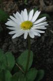 Bellis perennis