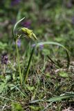 Gagea lutea