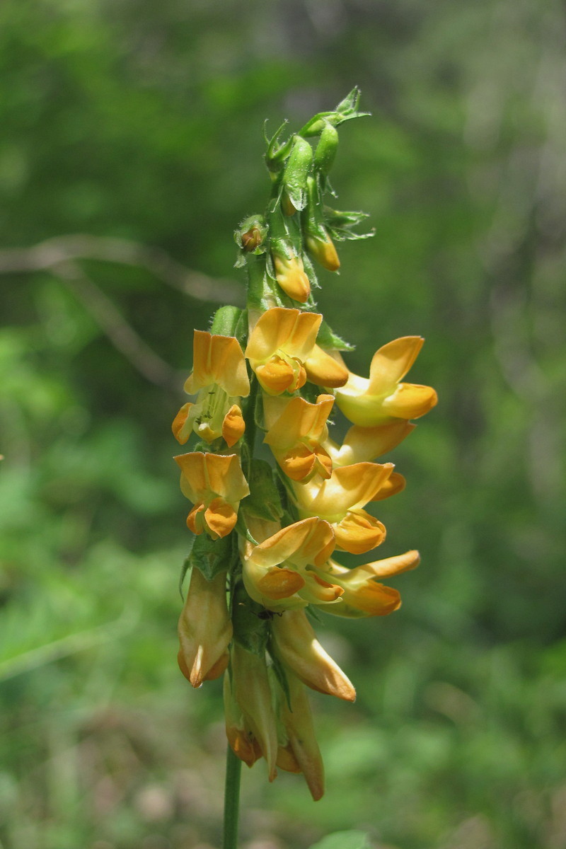 Image of Lathyrus aureus specimen.