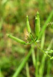 Anthriscus cerefolium