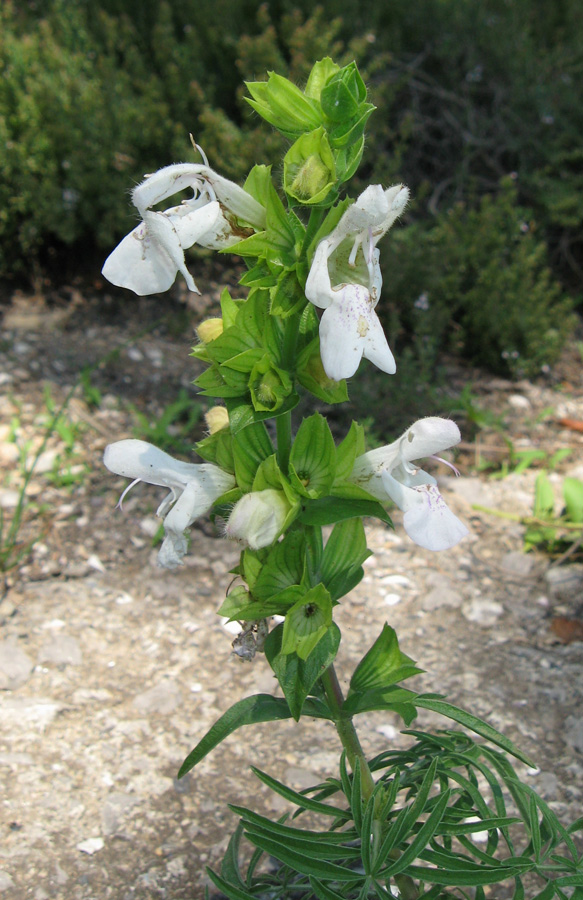 Image of Salvia scabiosifolia specimen.