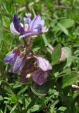 Polygala supina