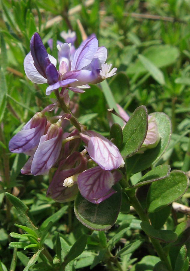 Изображение особи Polygala supina.