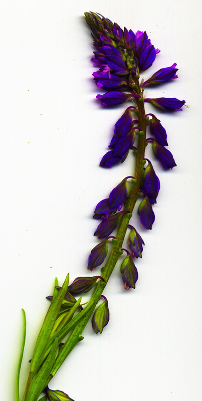 Image of Polygala comosa specimen.
