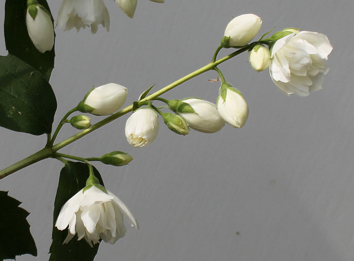 Image of Philadelphus &times; virginalis specimen.