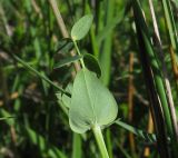 Hypericum pulchrum