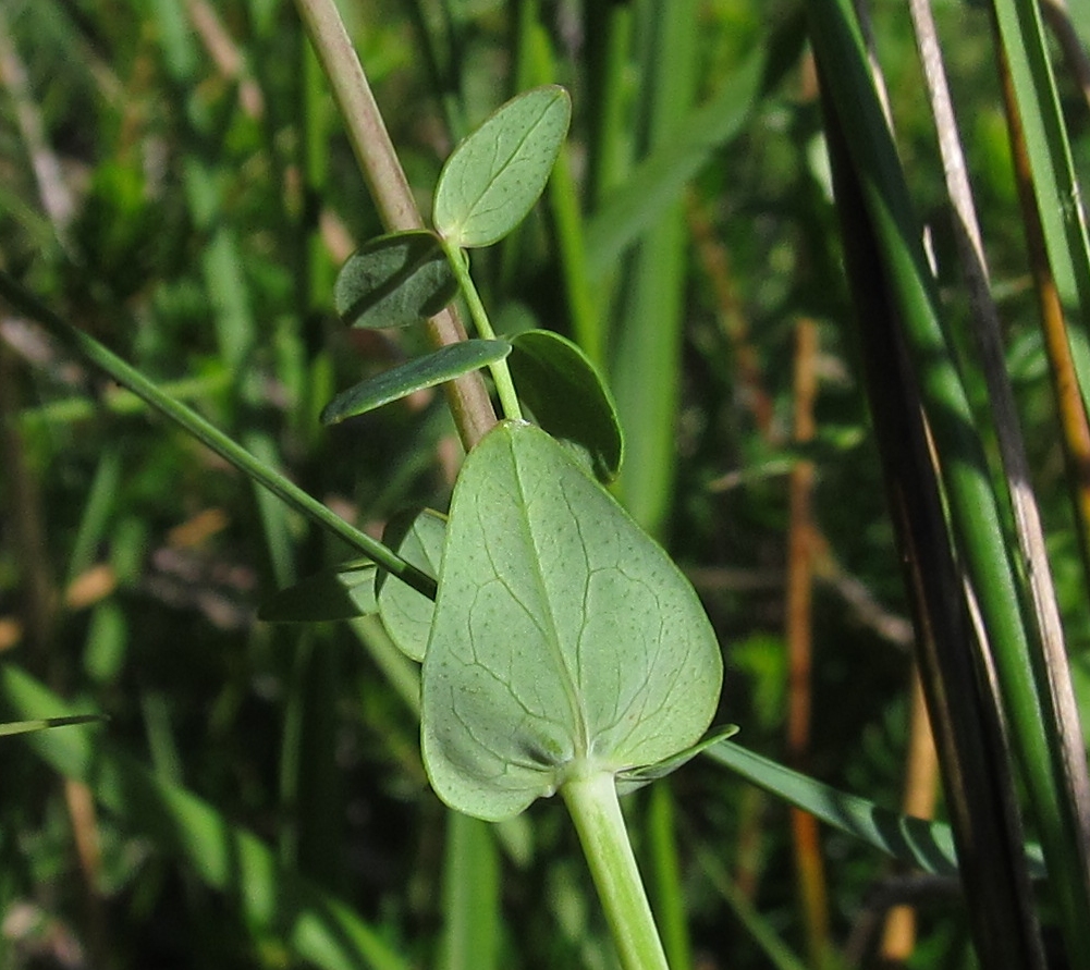 Image of Hypericum pulchrum specimen.