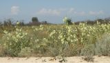 Alcea rugosa. Цветущие растения. Краснодарский край, Ейский п-ов, коса Долгая, обочина дороги к пляжам. 11.07.2012.