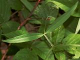 Lathyrus sylvestris. Лист. Украина, Закарпатская обл., Свалявский р-н, в буковом лесу возле с. Солочин. 23 июня 2012 г.