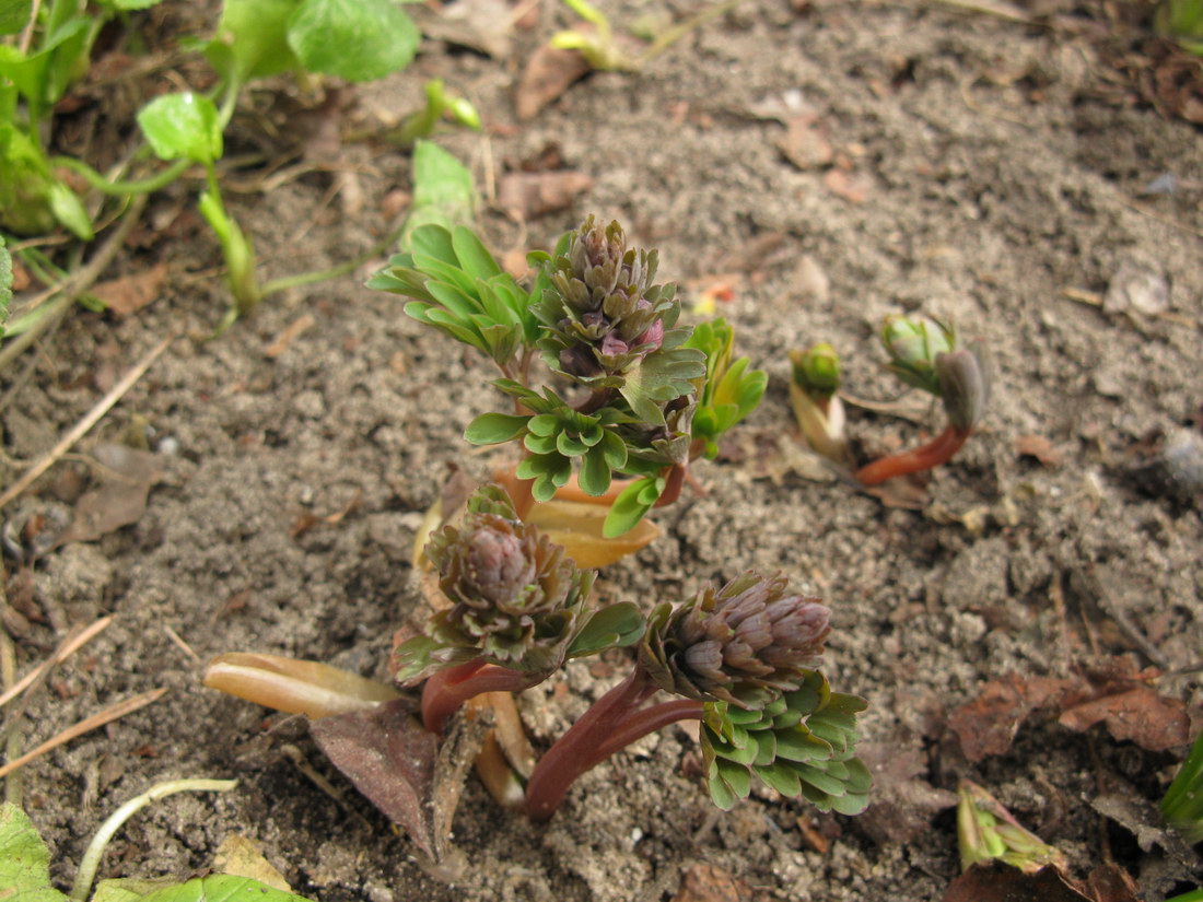 Image of Corydalis solida specimen.