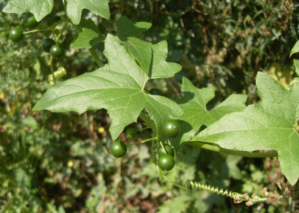 Image of Bryonia alba specimen.