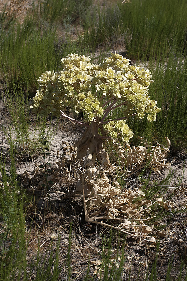 Изображение особи Ferula foetida.