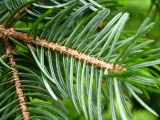 Picea ajanensis