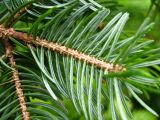Picea ajanensis. Верхушка ветки. Сахалин, окр. г. Южно-Сахалинска. Июль 2012 г.