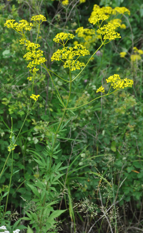 Изображение особи Patrinia scabiosifolia.