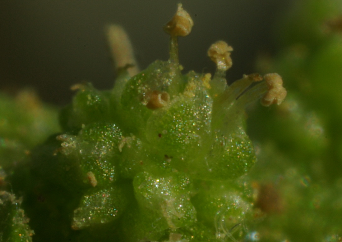 Image of Oxybasis chenopodioides specimen.