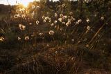 Eriophorum vaginatum