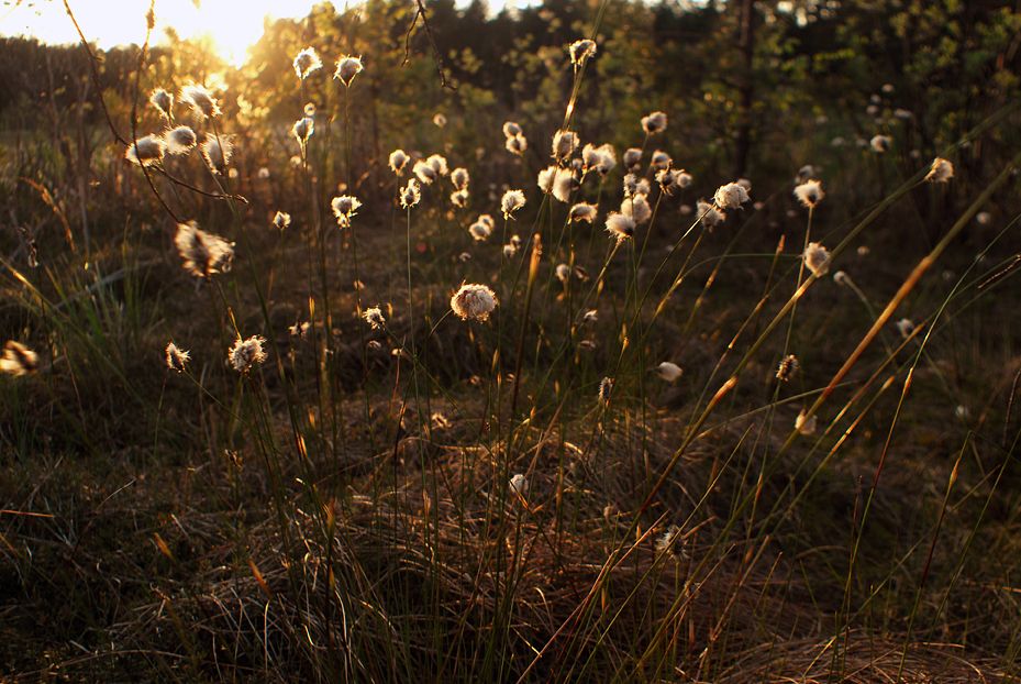 Изображение особи Eriophorum vaginatum.