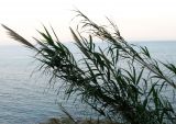 Arundo donax