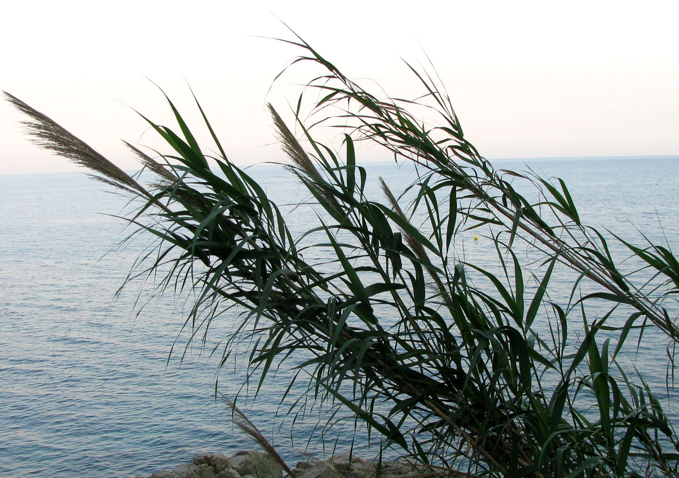Image of Arundo donax specimen.