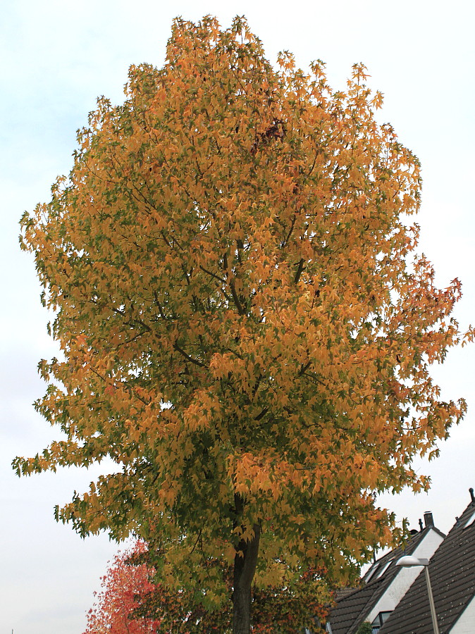 Изображение особи Liquidambar styraciflua.
