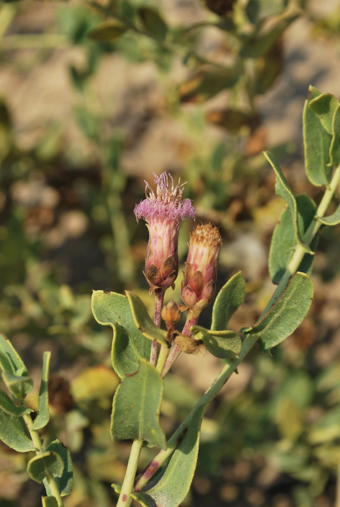 Изображение особи Karelinia caspia.