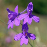 Delphinium paniculatum