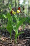 Cypripedium calceolus. Цветущие растения. Тверская обл., Вышневолоцкий р-н, памятник природы ”Орхидная горка”, сосняк сложный. 29 мая 2011 г.