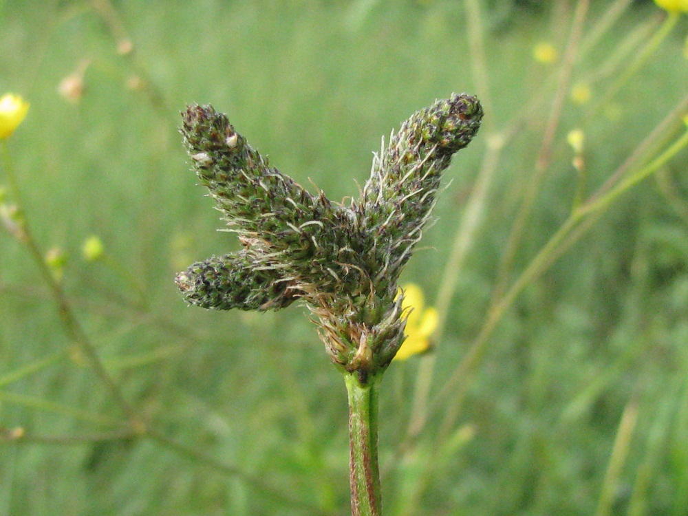 Изображение особи Plantago lanceolata.