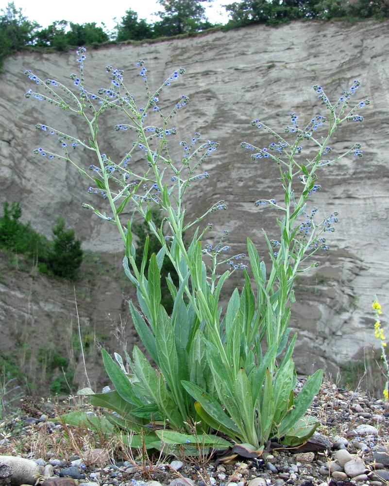 Изображение особи Cynoglossum creticum.