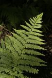 Athyrium filix-femina. Часть листа. Старый Петергоф, конец июня.