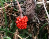 Arisaema