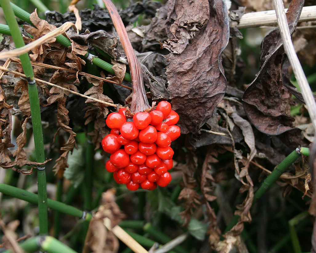 Image of genus Arisaema specimen.