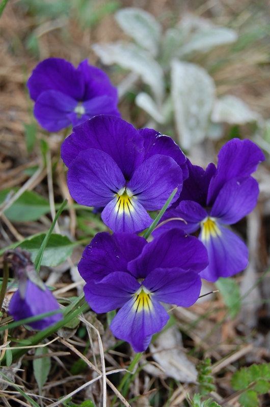 Изображение особи Viola oreades.