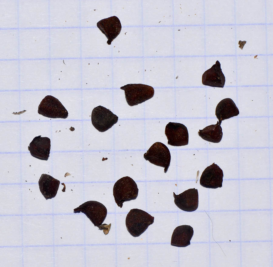 Image of Dietes bicolor specimen.