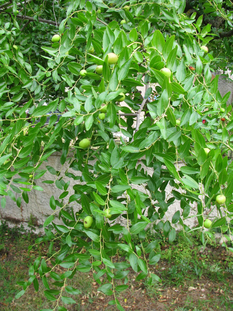 Image of Ziziphus jujuba specimen.