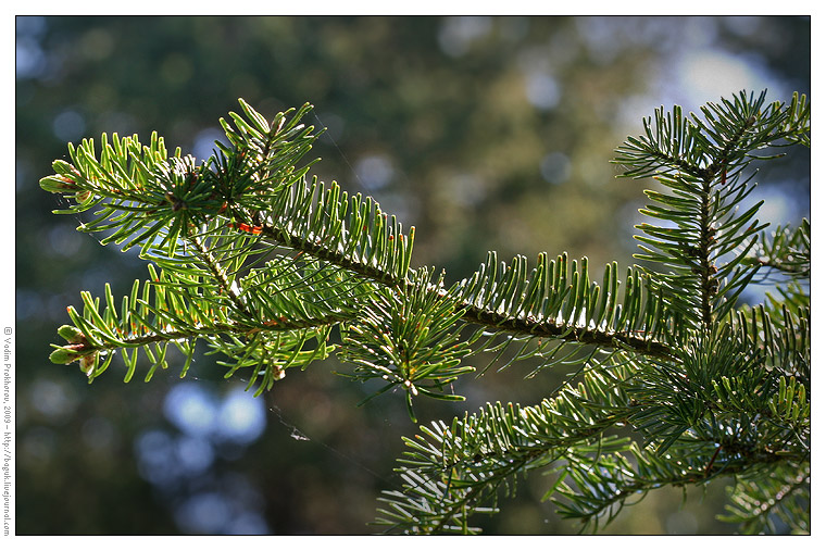 Изображение особи Abies fraseri.