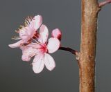 Prunus cerasifera. Часть трёхлетней веточки и побегом с раскрывшимися цветками ('Nigra'). Германия, г. Кемпен, в озеленении улицы. 01.04.2013.