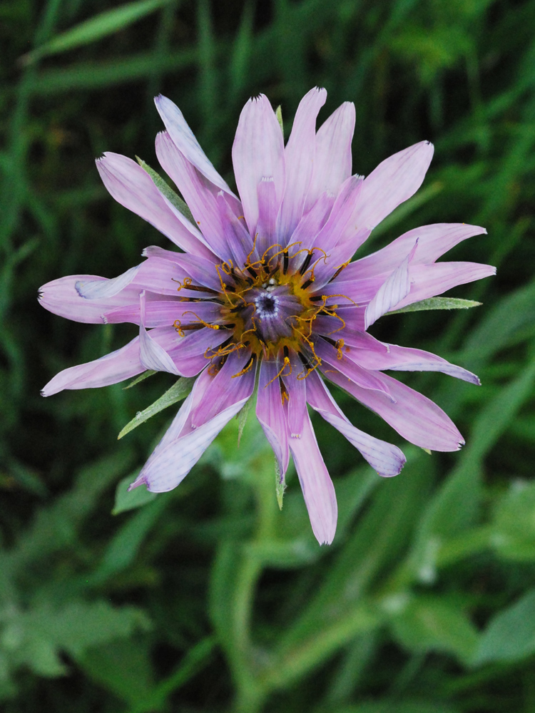 Изображение особи Tragopogon malikus.