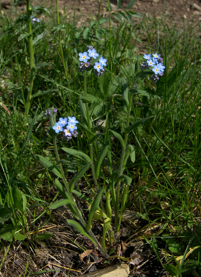 Image of Myosotis arvensis specimen.