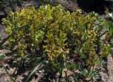 род Corydalis. Цветущие растения. Москва, в культуре с хр. Казыкурт. 02.05.2013.