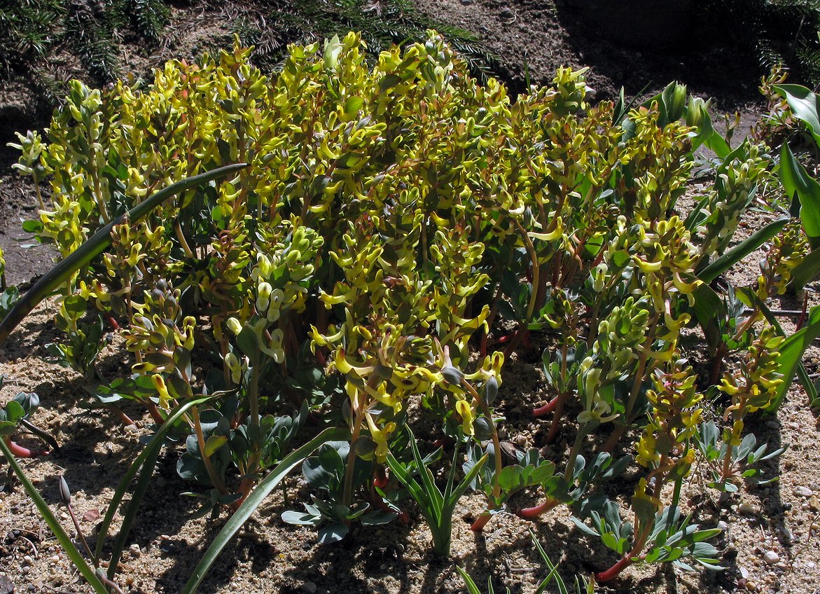 Изображение особи род Corydalis.