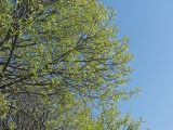 Salix fragilis разновидность sphaerica. Ветви с распускающимися листьями. Санкт-Петербург. 20 мая 2009 г.